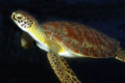 This image was taken during a night dive in St. Eustatius... by Greg Cyr 